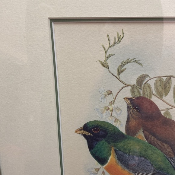 Framed Trogon Bird Art Print - Picture 13 of 16